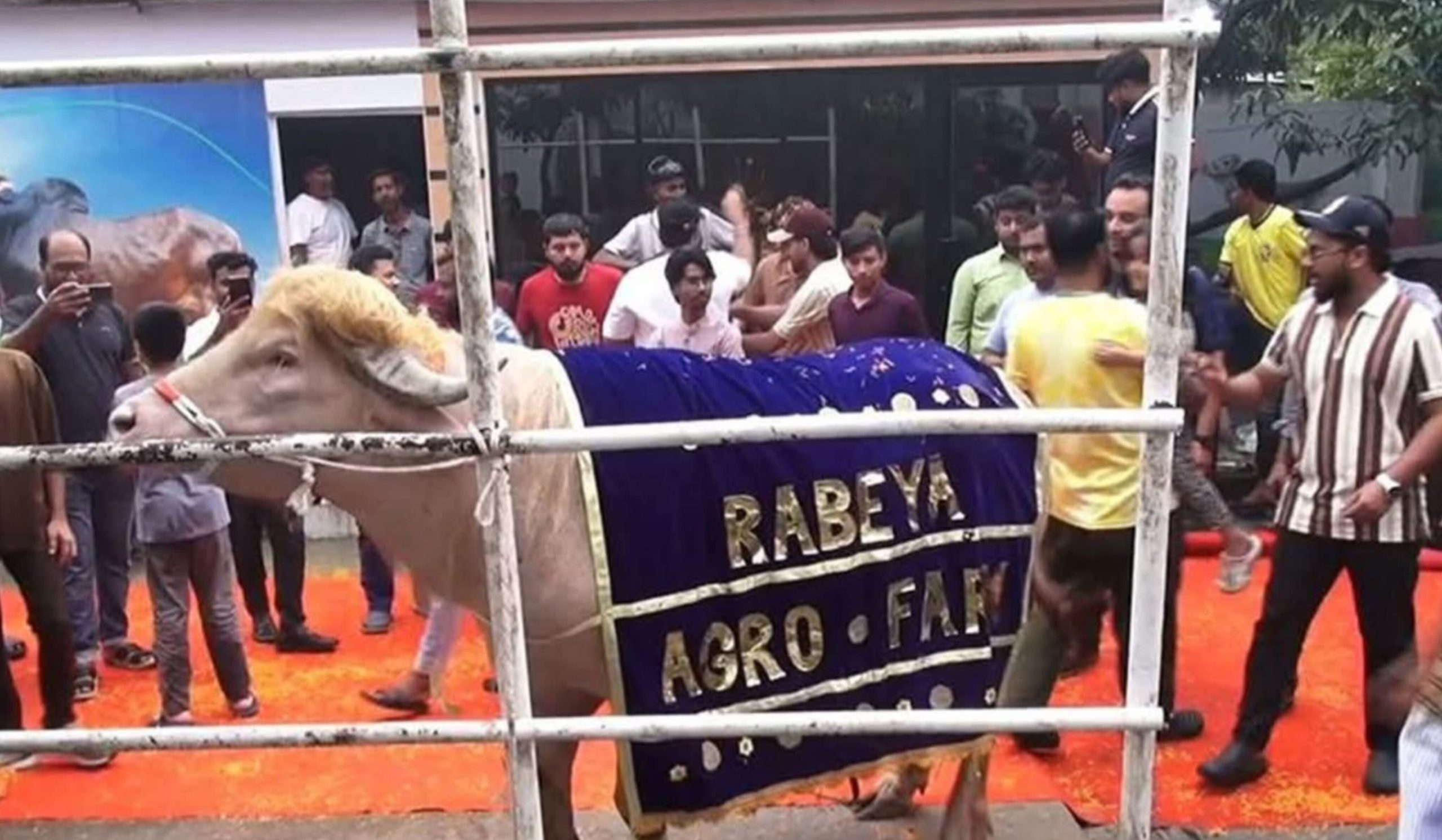 ডোনাল্ড ট্রাম্প বেঁচে গেল। শেষ পর্যন্ত কোরবানি দেওয়া হচ্ছে না অ্যালবিনো জাতের ভাইরাল মহিষ ‘ডোনাল্ড ট্রাম্প’কে।