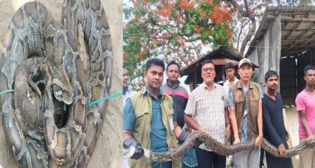 সেন্টমার্টিনে পাওয়া অজগরটি টেকনাফ জঙ্গলে অবমুক্ত করেছে ‘বন বিভাগ